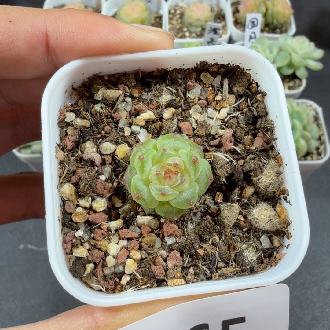 甜心相柳一物一拍165