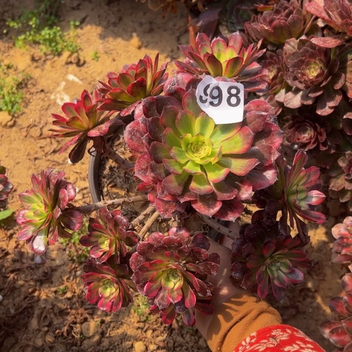 舞天姬多肉植物998微瑕