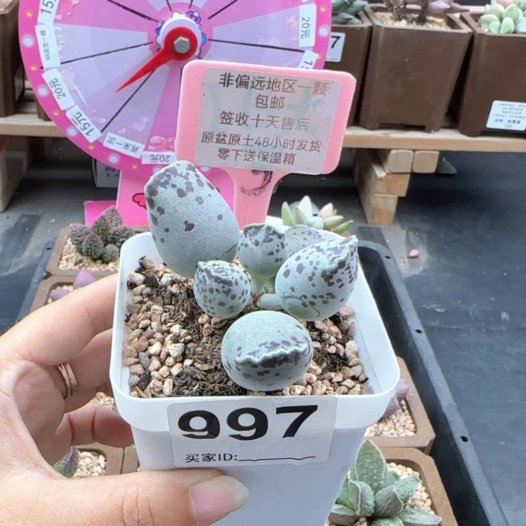 997丸叶海豹多肉植物