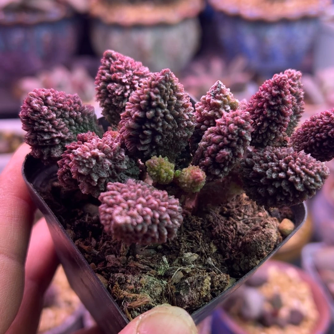 y***）可口可乐可口可乐