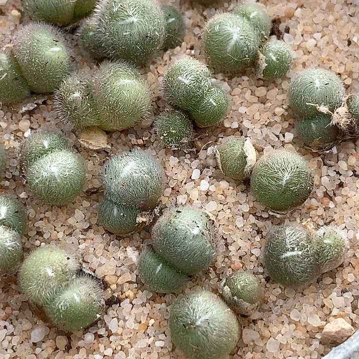 史蒂芬妮毛球一颗   脱皮最少2头