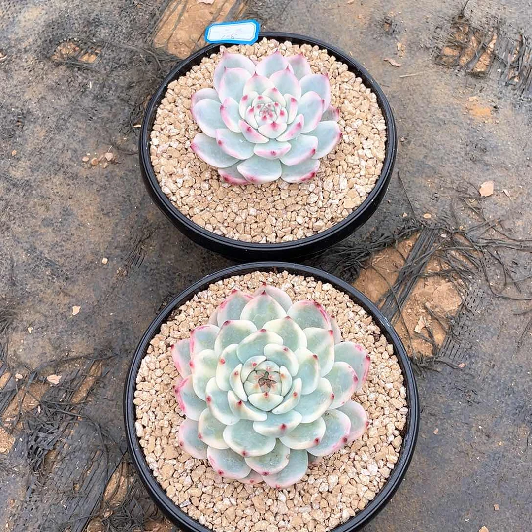 一*三多肉植物多肉植物