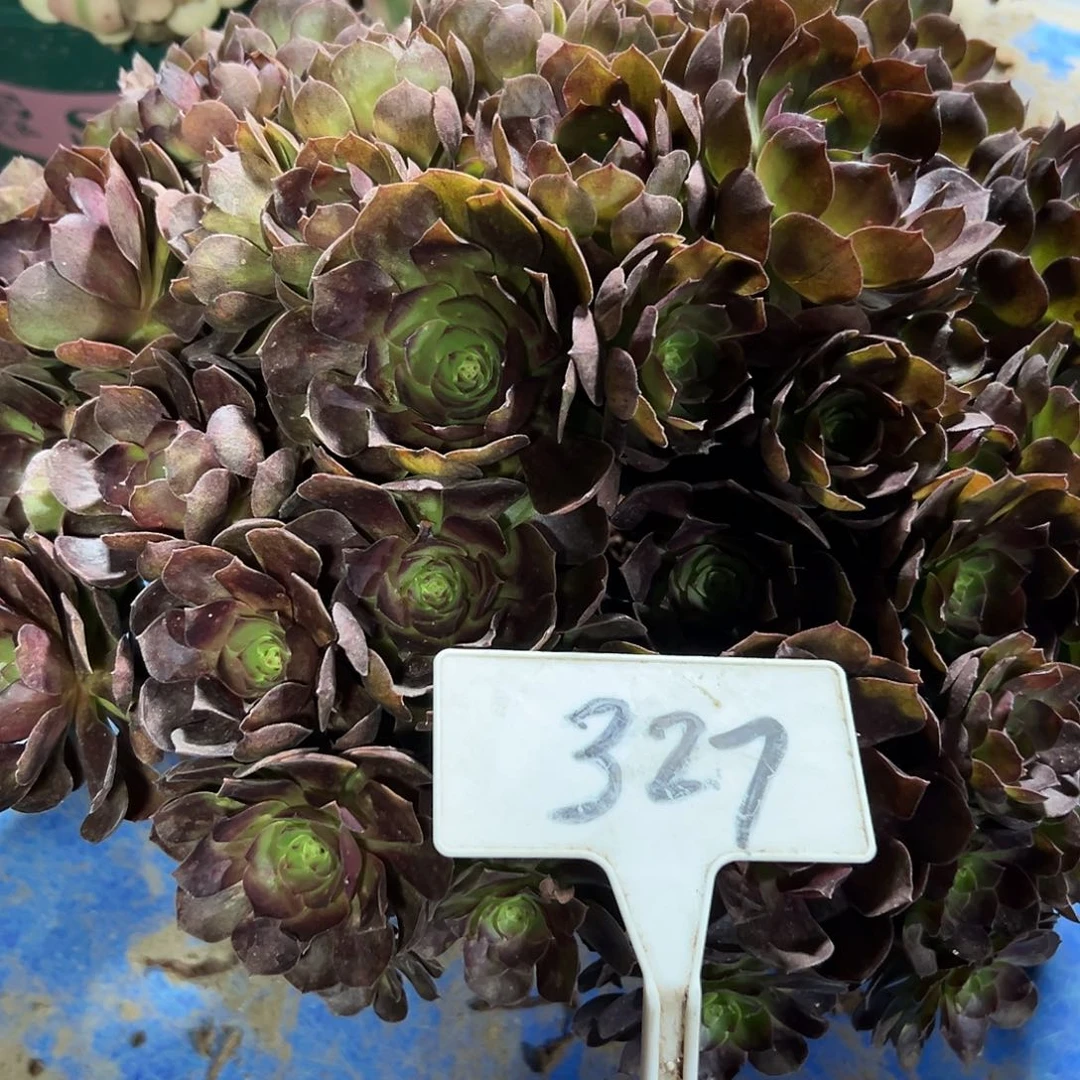 多肉植物紫罗兰法师327