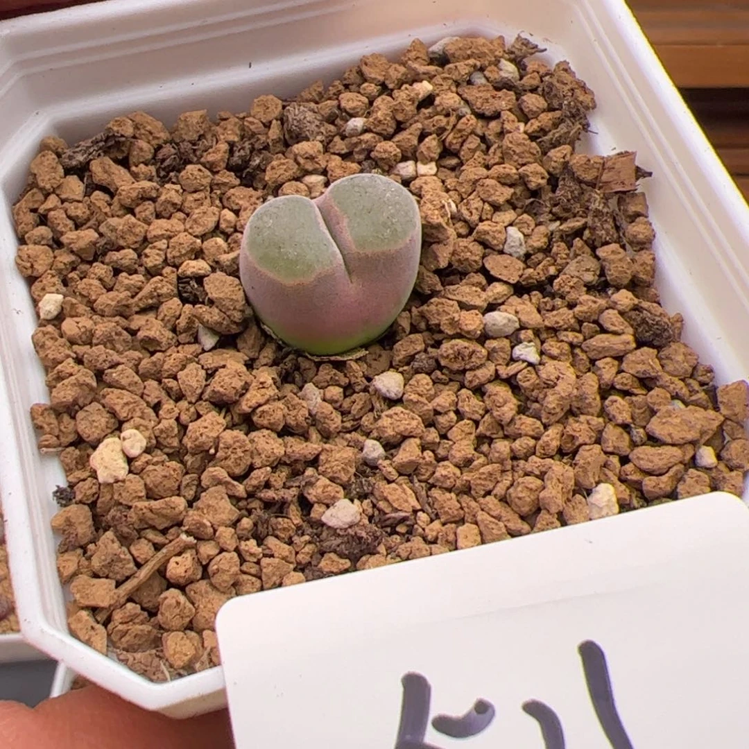6.22磁铁多肉植物511