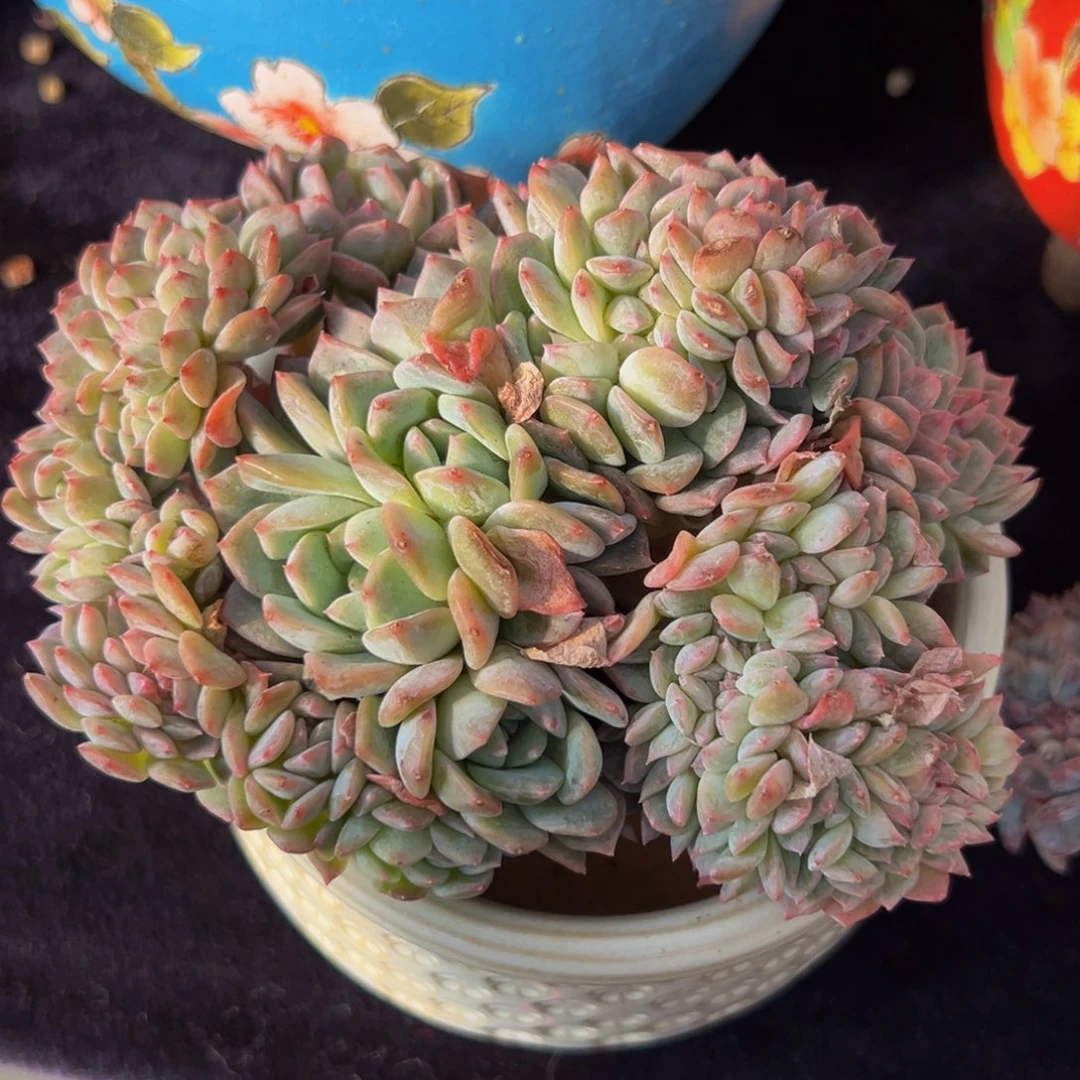 粉钻叶插 新年快乐 新年快乐