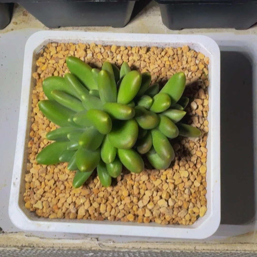 摩尔根 群生  一物一拍