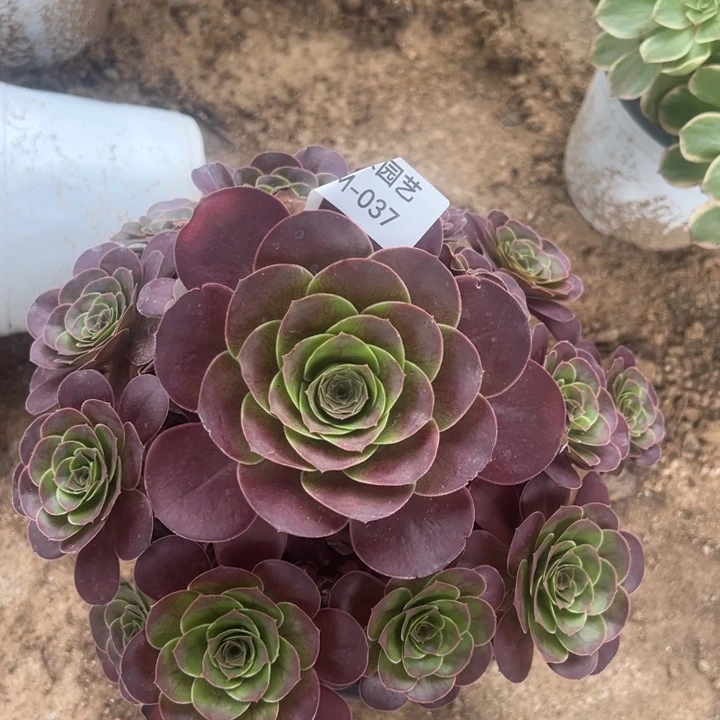 魅没玫瑰多肉植物037