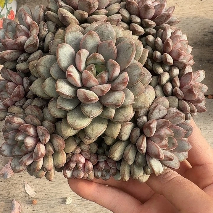 葡萄多肉植物的生长