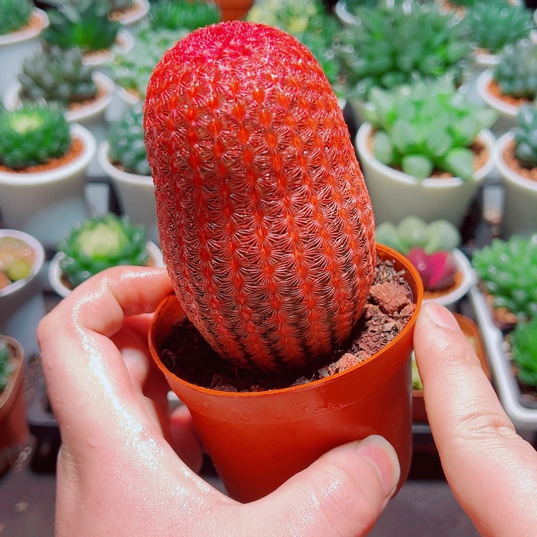 大号红太阳多肉多肉多肉