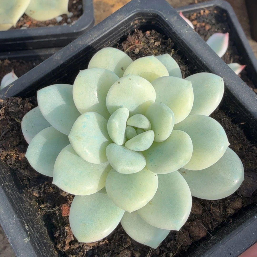 白马锦一颗腹轮锦的锦