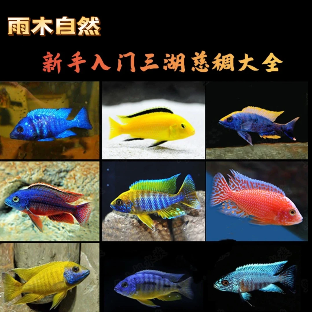 马鲷三湖慈鲷活体中小型热带观赏鱼马鲷杂鲷好养耐活