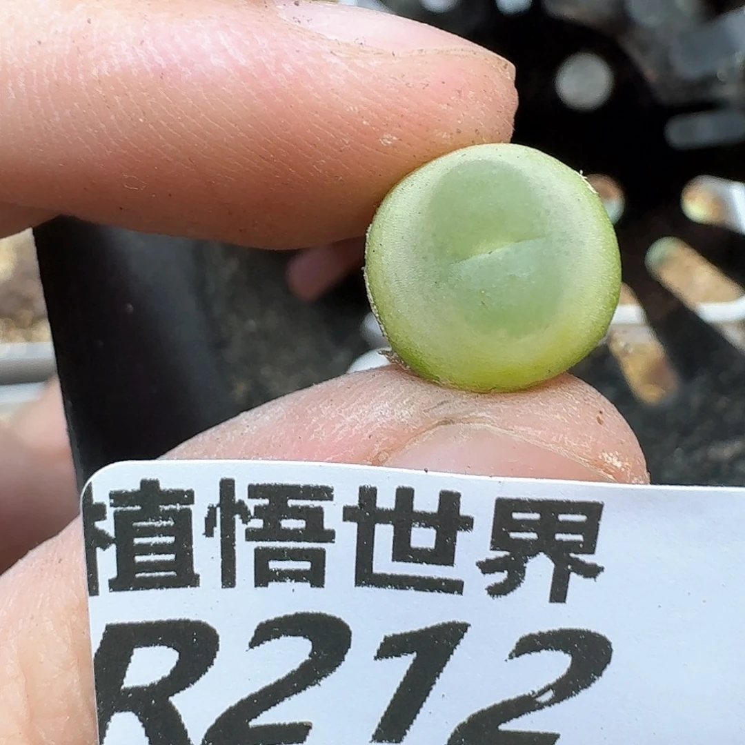 多肉植物的润泽fgg