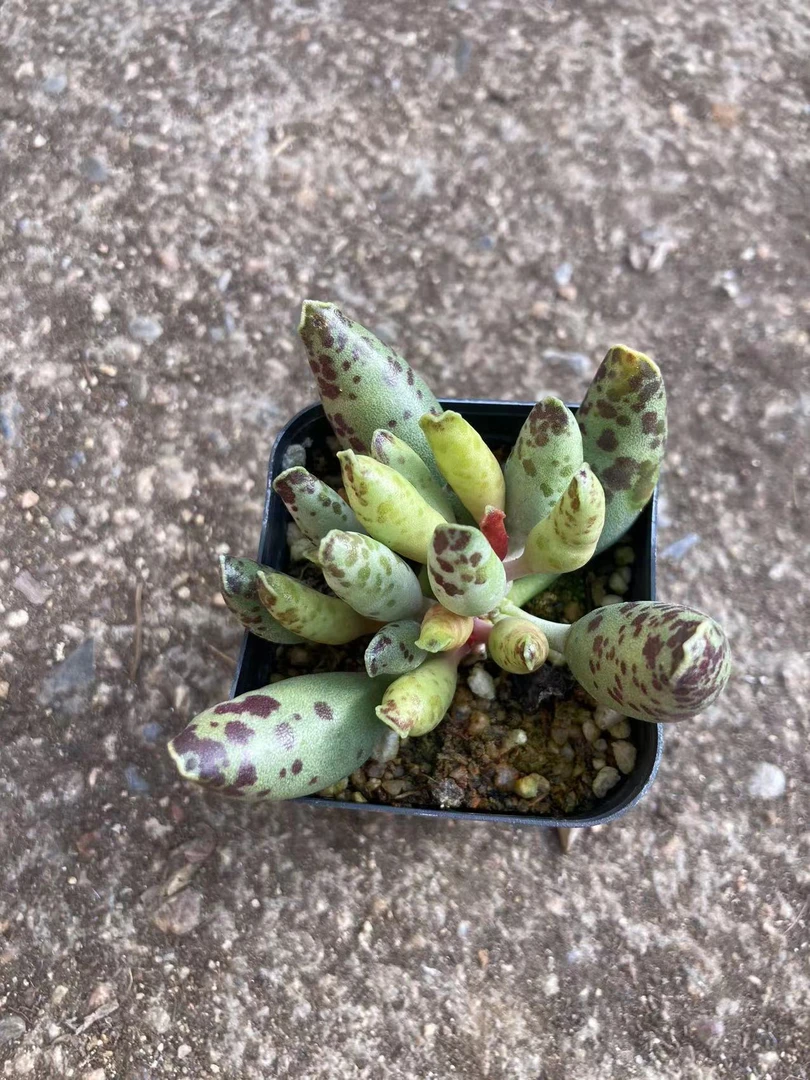 多肉植物战神水泡