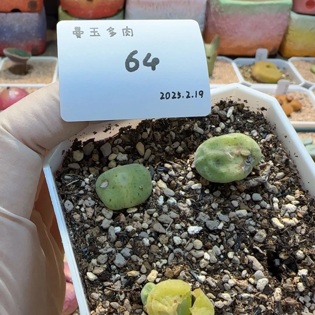 卓*念多肉多肉多肉2.19-064