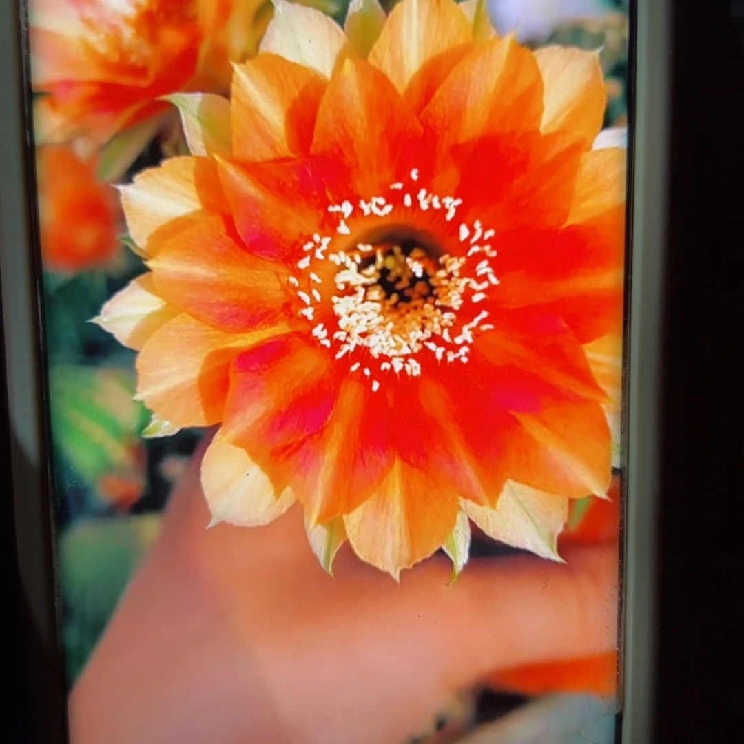 下88金刚夏橙歪无根侧芽4公分左右20包邮