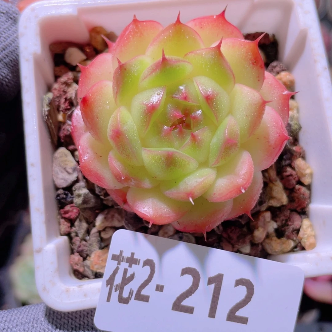 花利美 2-212海王