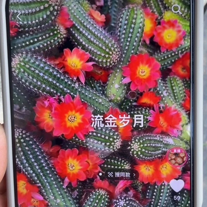 白檀流金岁月单颗带跟