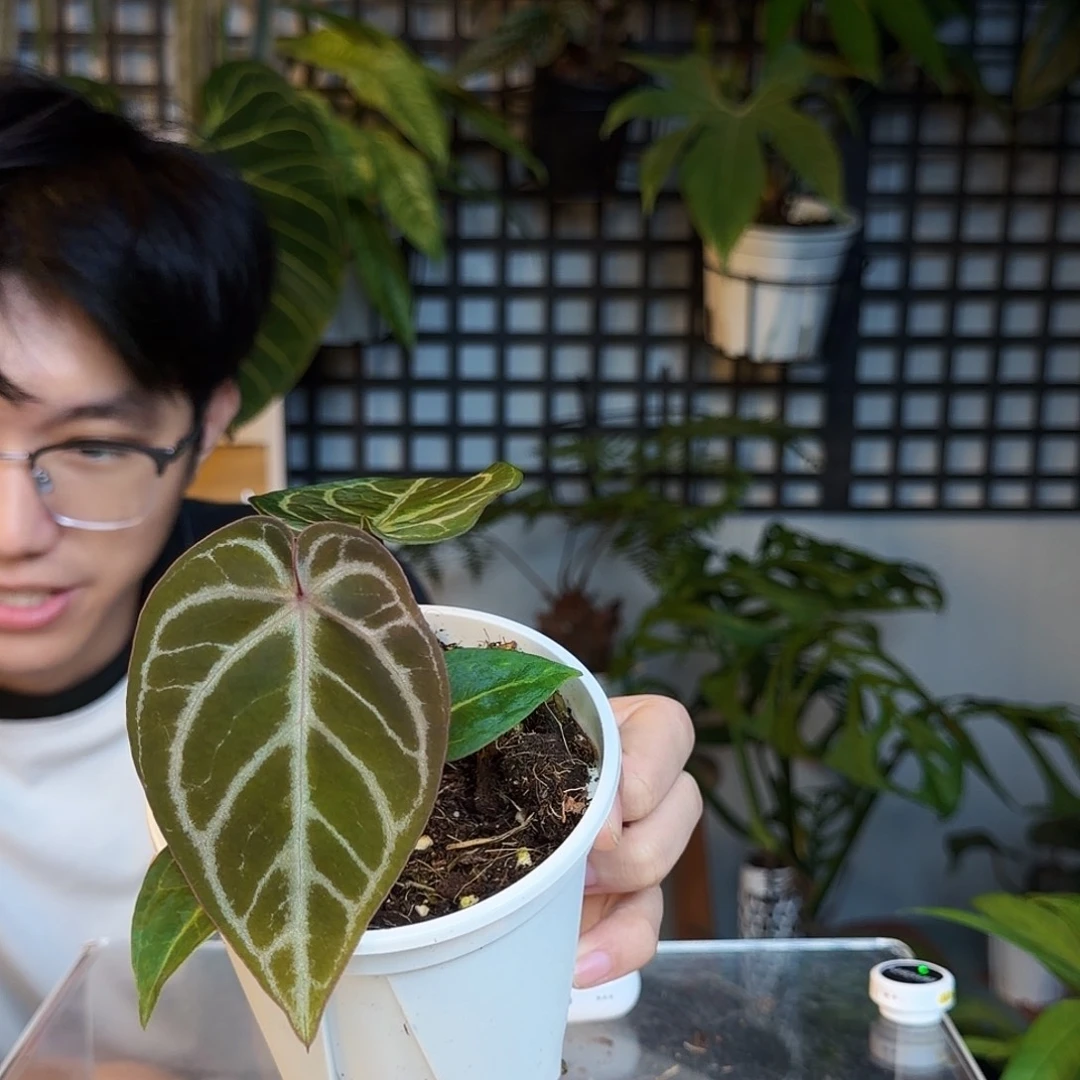 完全开放P04 粉柠檬杂银刷子