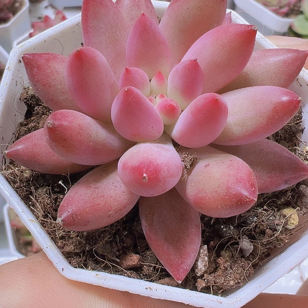 正版虞美人19包邮多肉植物