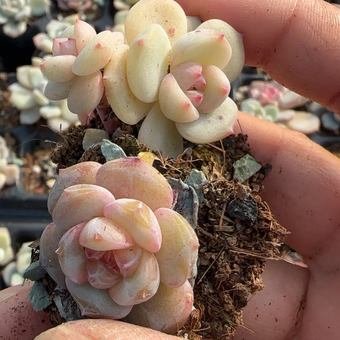 瓶***盖小卡拉米糖心一物一拍