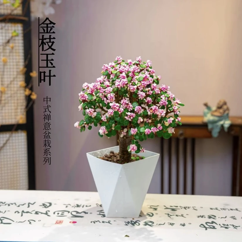 【六年老桩金枝玉叶】金玉满堂室内花卉好养净化空气绿植盆栽多肉