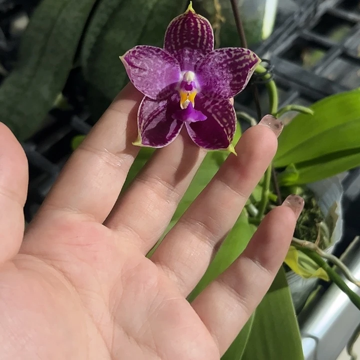 完全开放斑马826蝴蝶兰