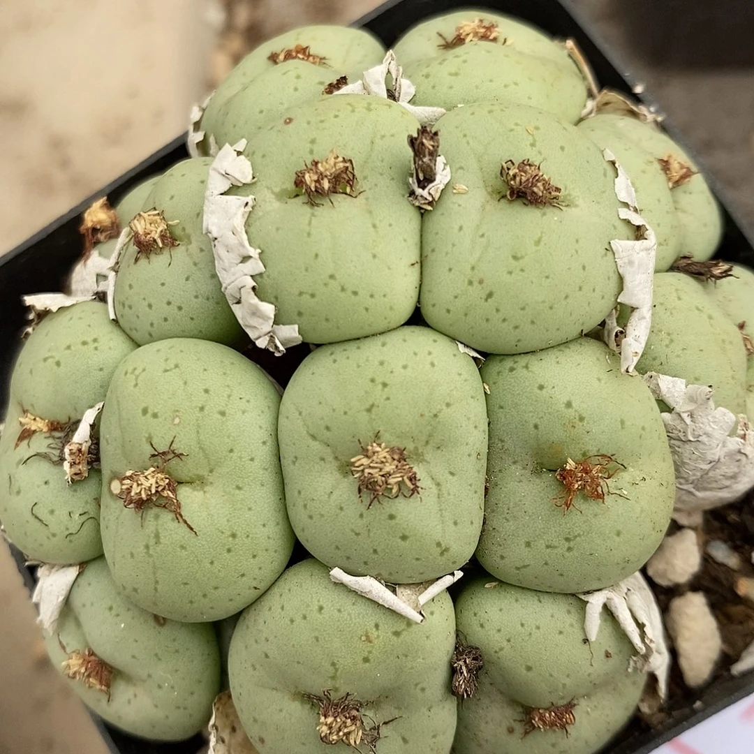 23100吕氏大饼一群。