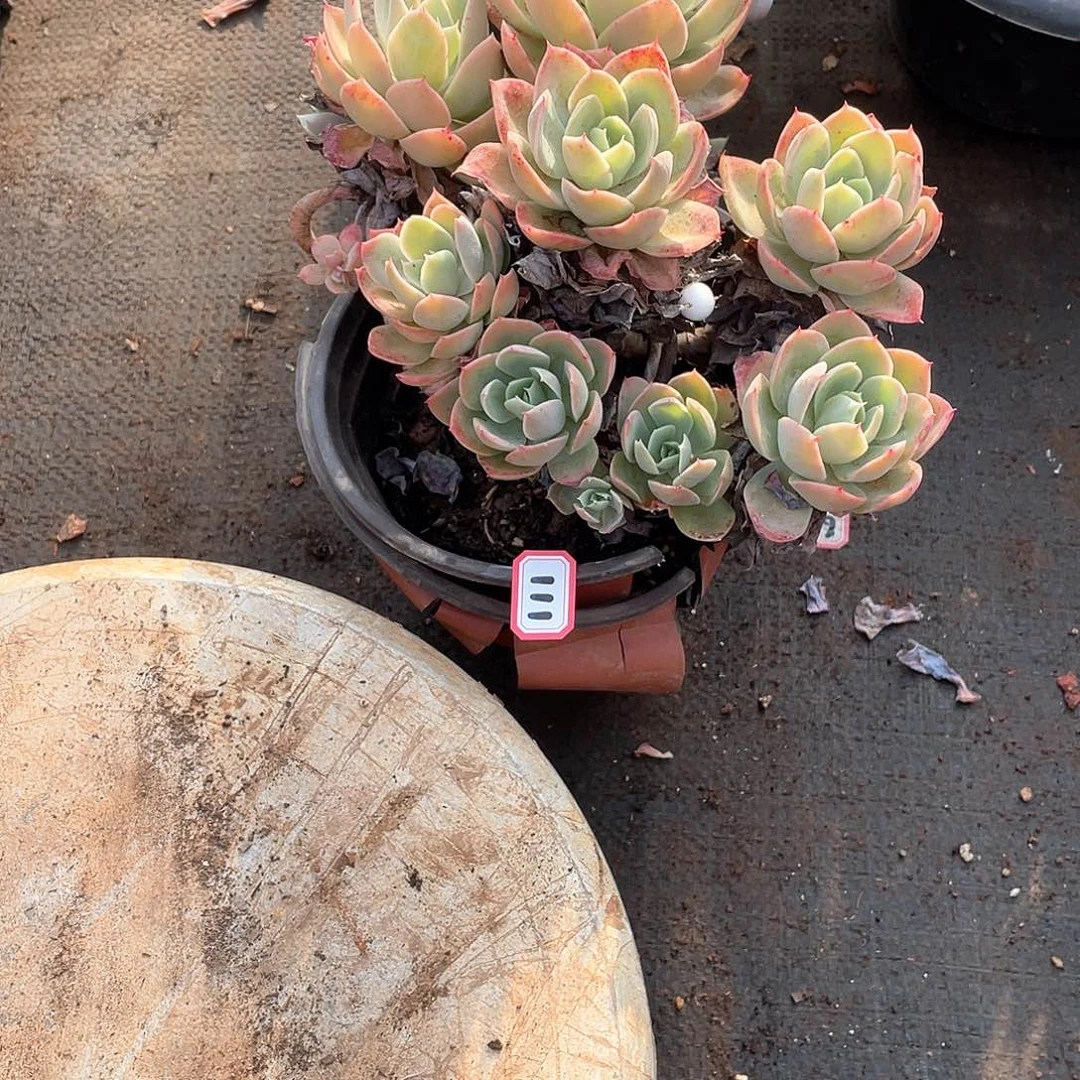 111丝绸 一物一拍多肉