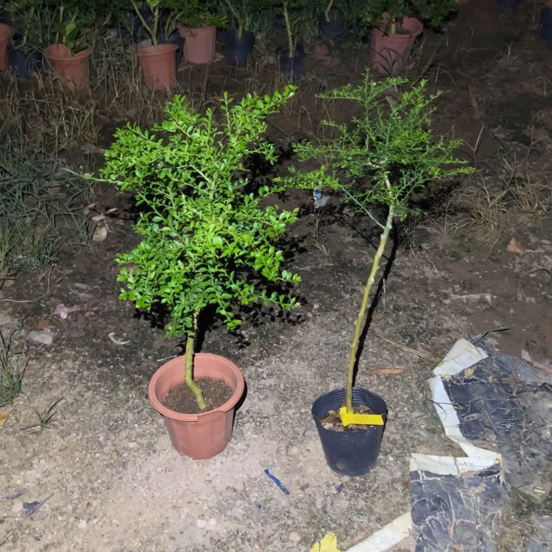 完全开放绿植盆栽植物花