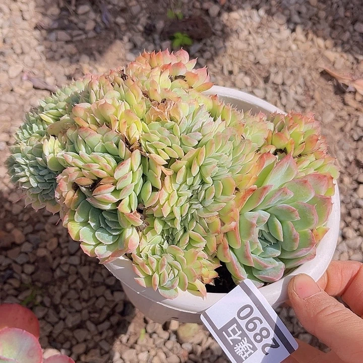 桑切斯缀2890多肉植物