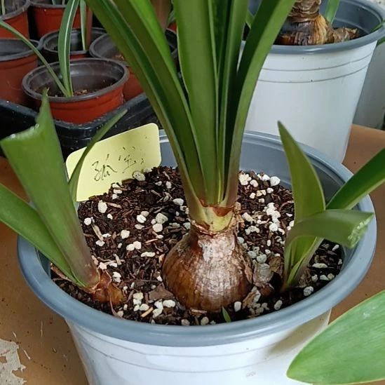 无花朵孤宝4+带2个侧