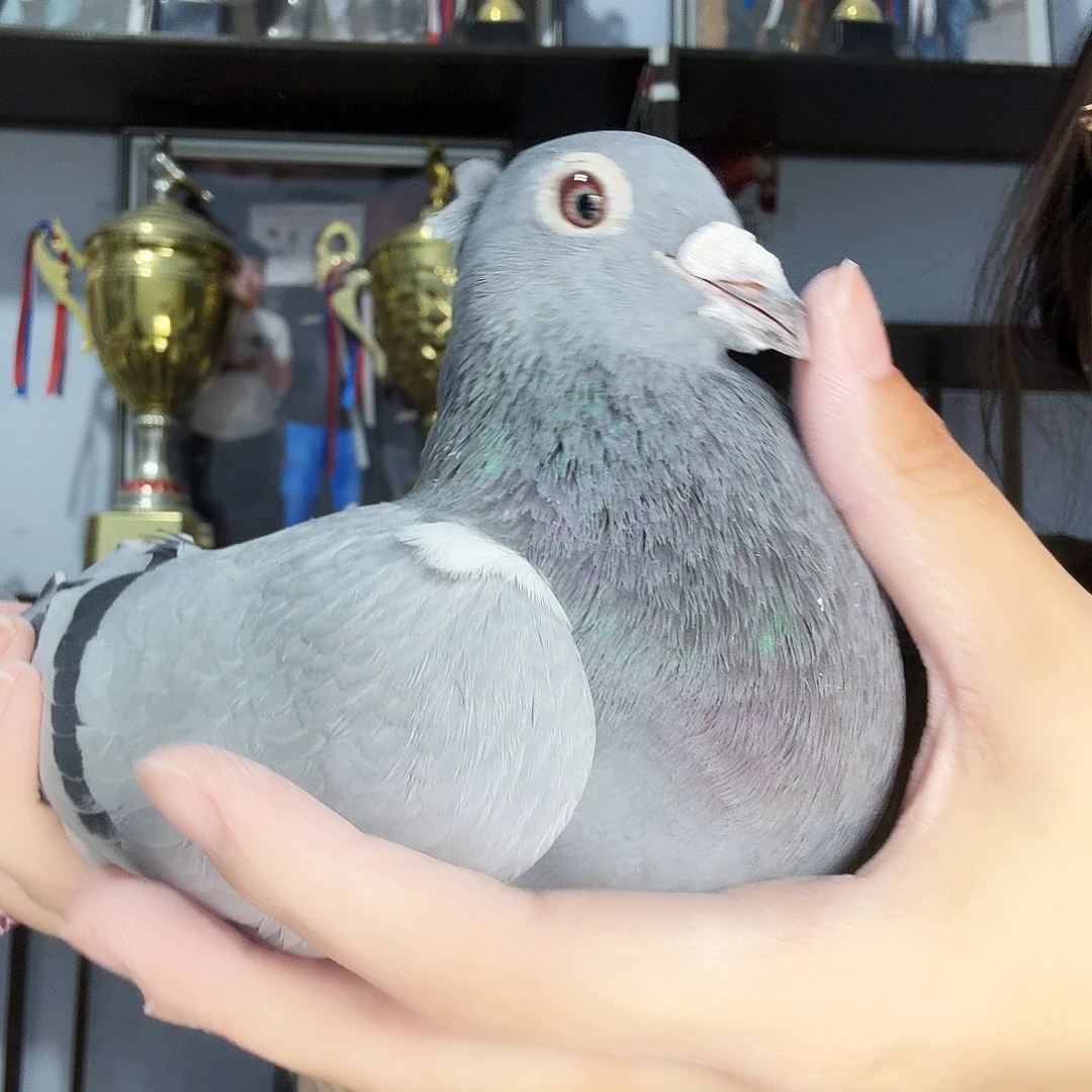 心***来8中国大陆肉类包邮到家