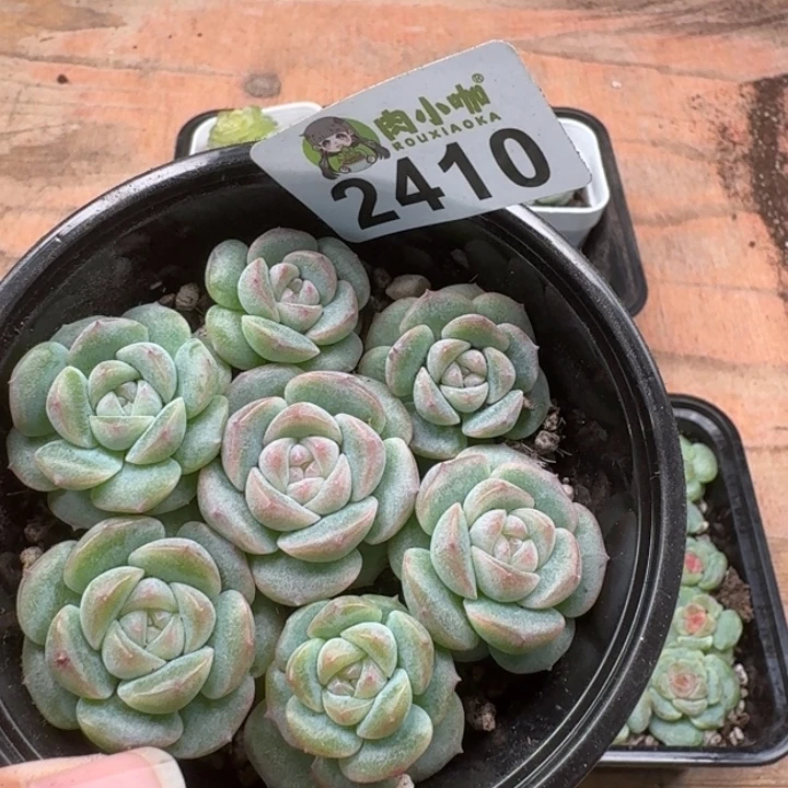 多肉植物多肉植物