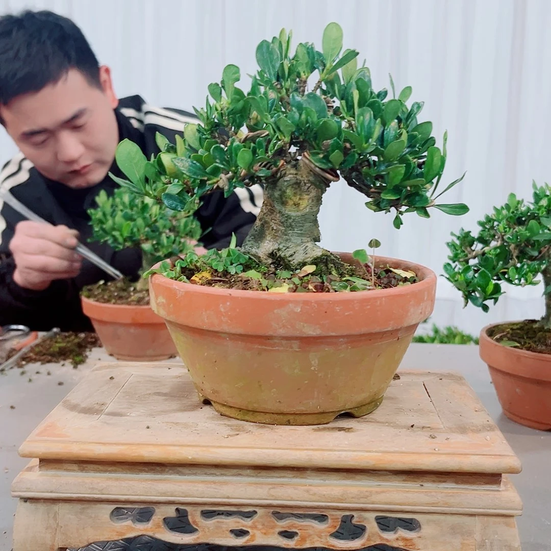 红陶易*小叶达摩