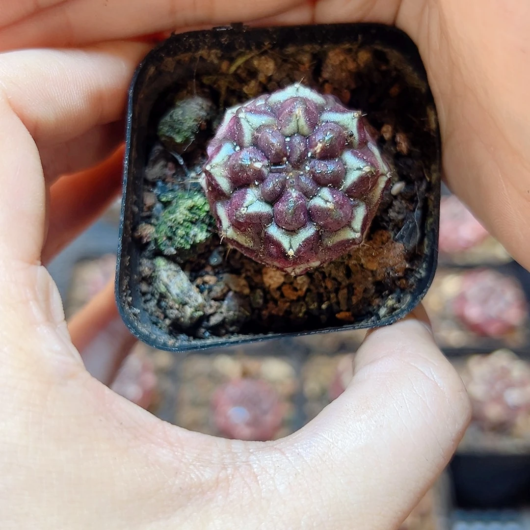 自根梦想好根2.9公分带盆