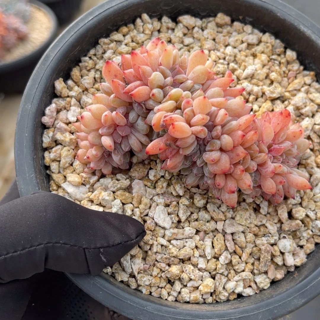 一物一拍不支持退换