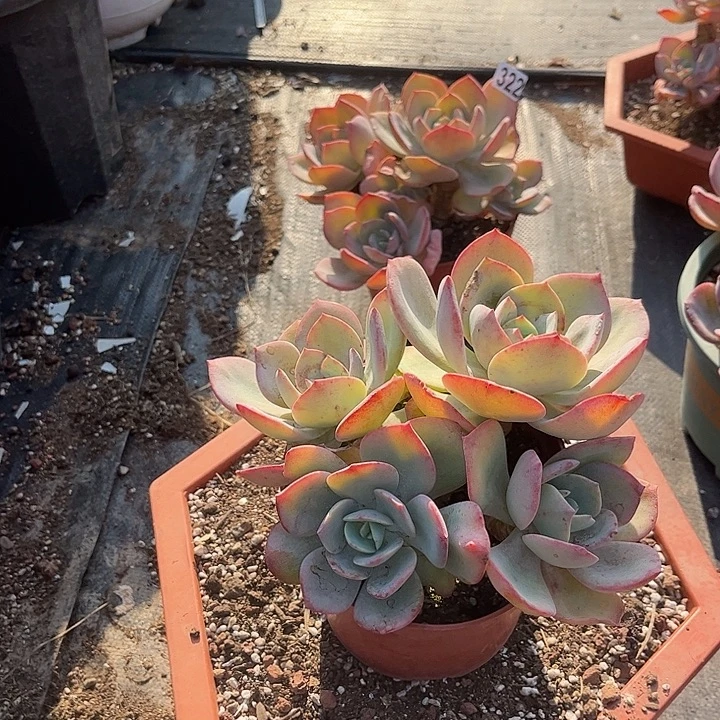 毛***姐323凤脱土发货不退不换