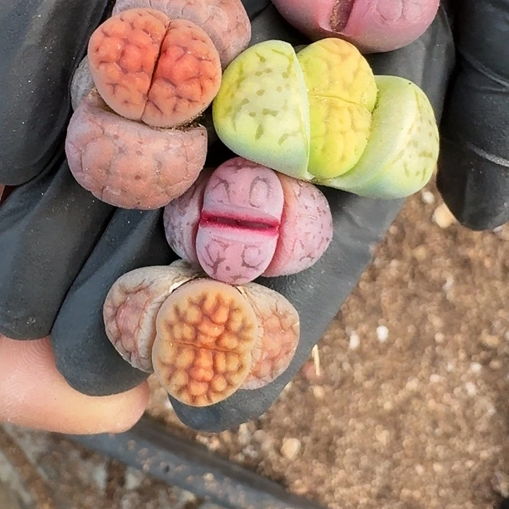 生石花222222。  123