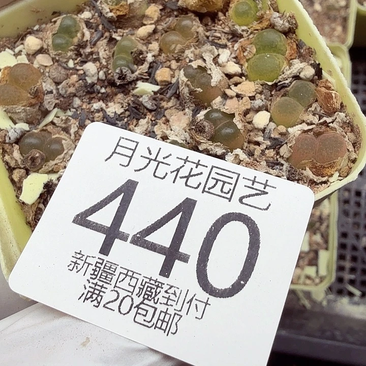 爱***诺好看我真的喜欢啊440