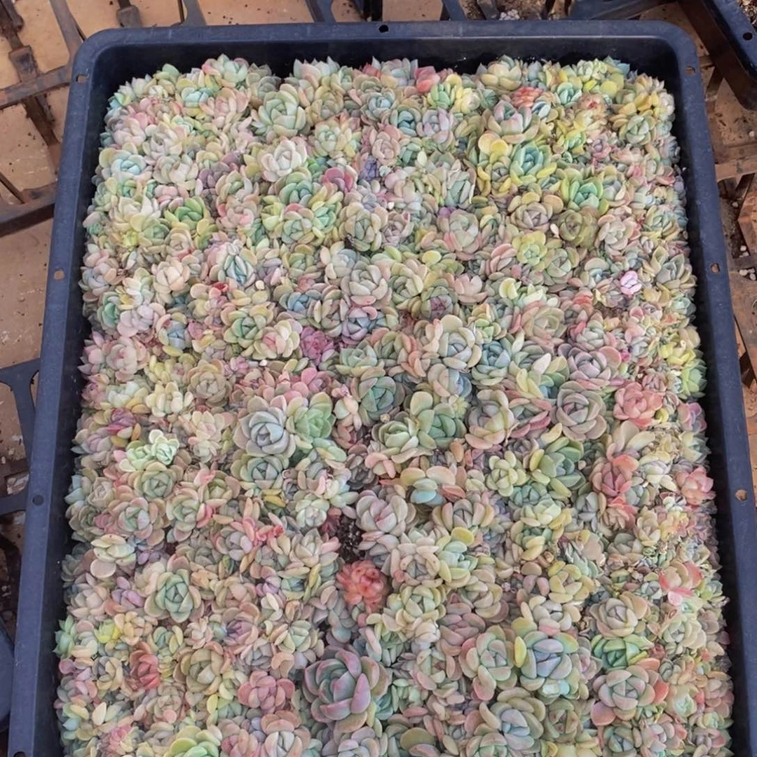 苏**干788的人生态度是如此的重要组成部分。我
