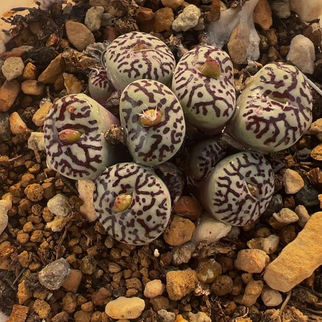 015多肉植物种类多样