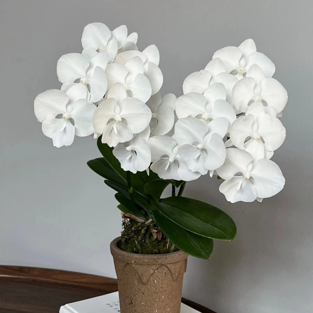 白天鹅高芽3.0寸加高加大杯苗