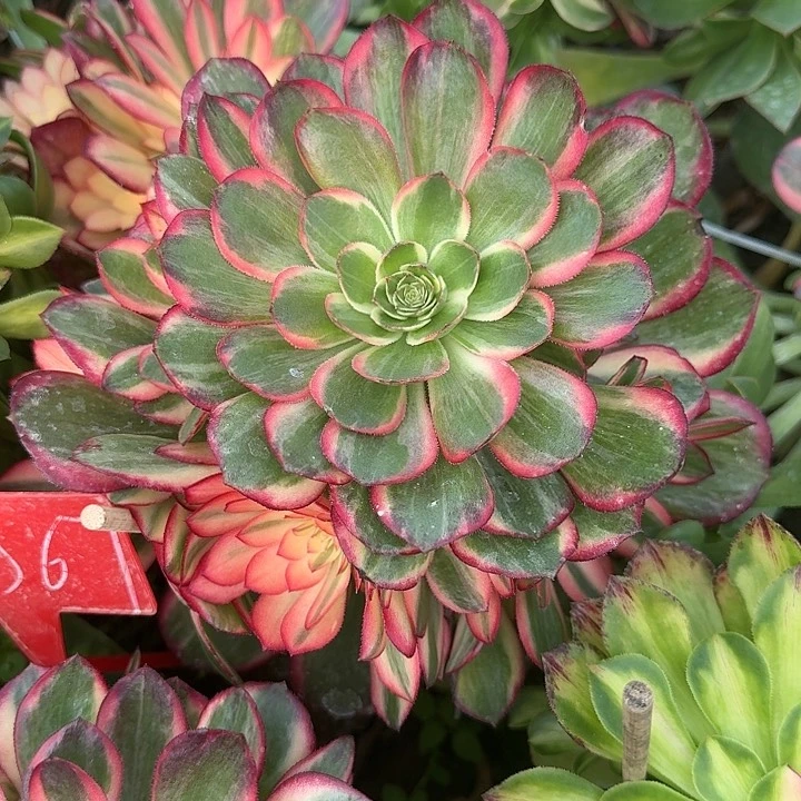 3-367黑魔锦多肉法师