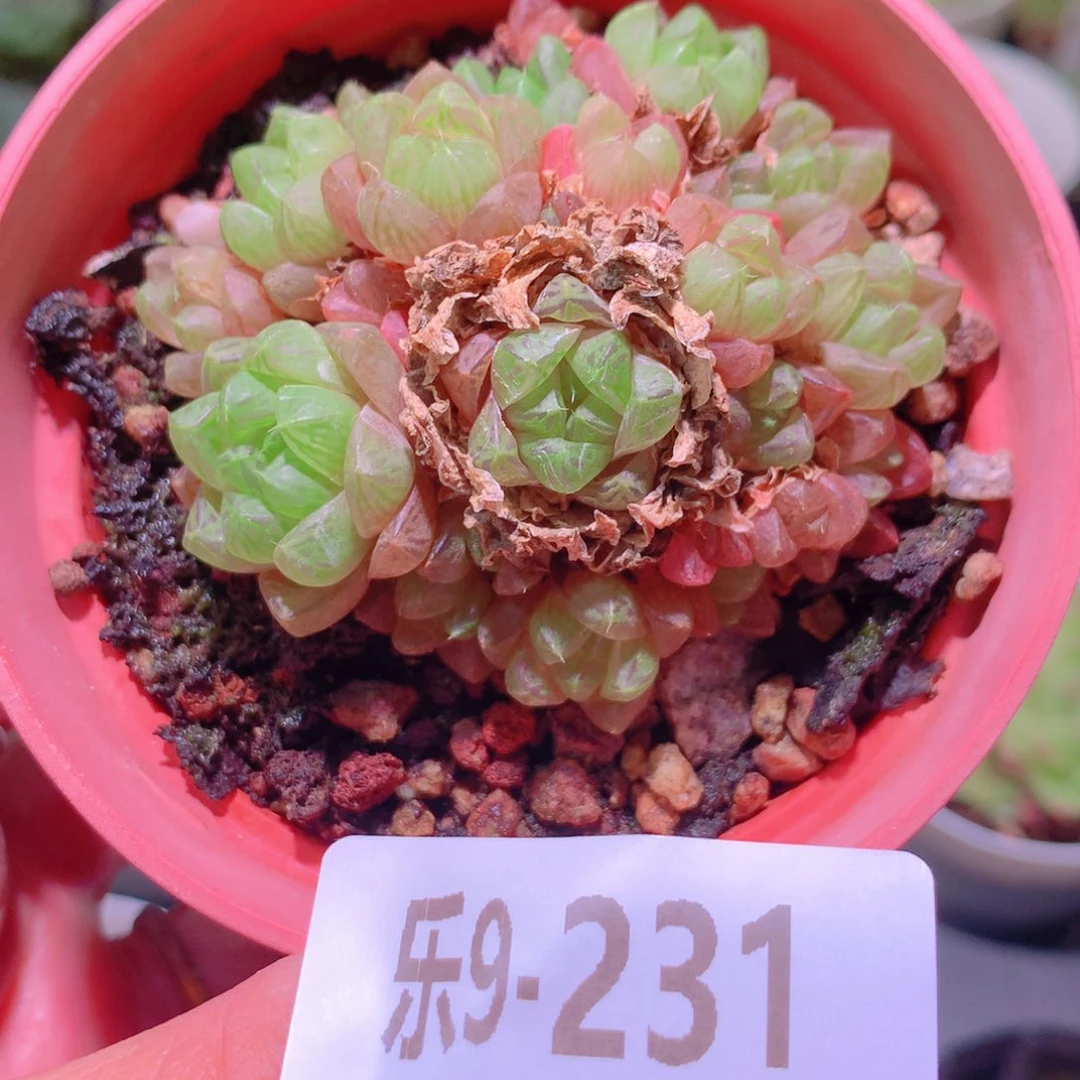 乐然9-231 草玉露