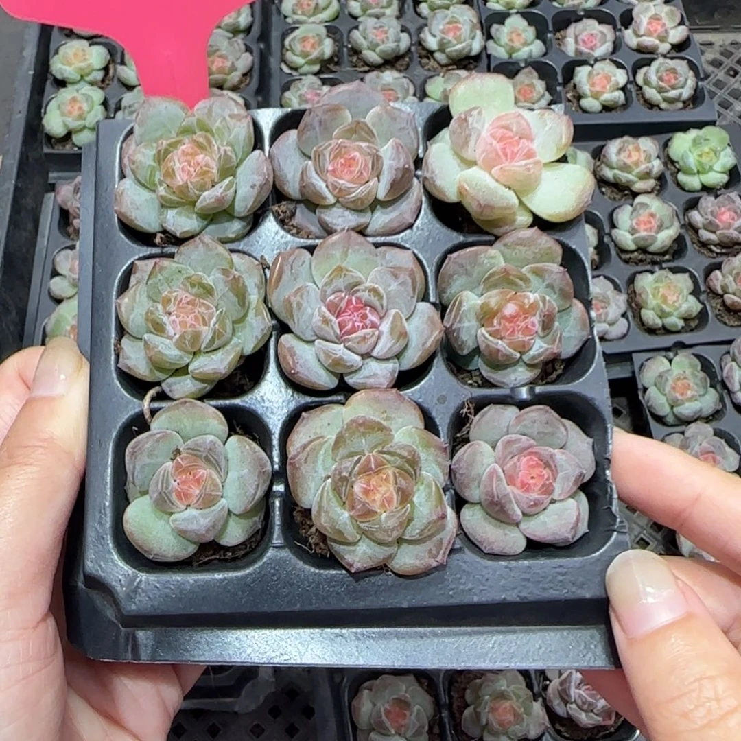 116满38包邮➗偏远发货后不退货退款