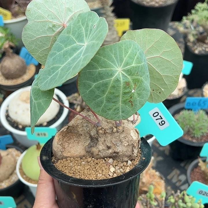 乐***中一叶龟产地多肉植物079