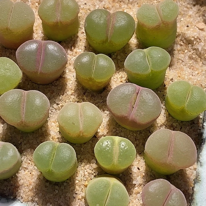 9533粉红女郎风铃一颗