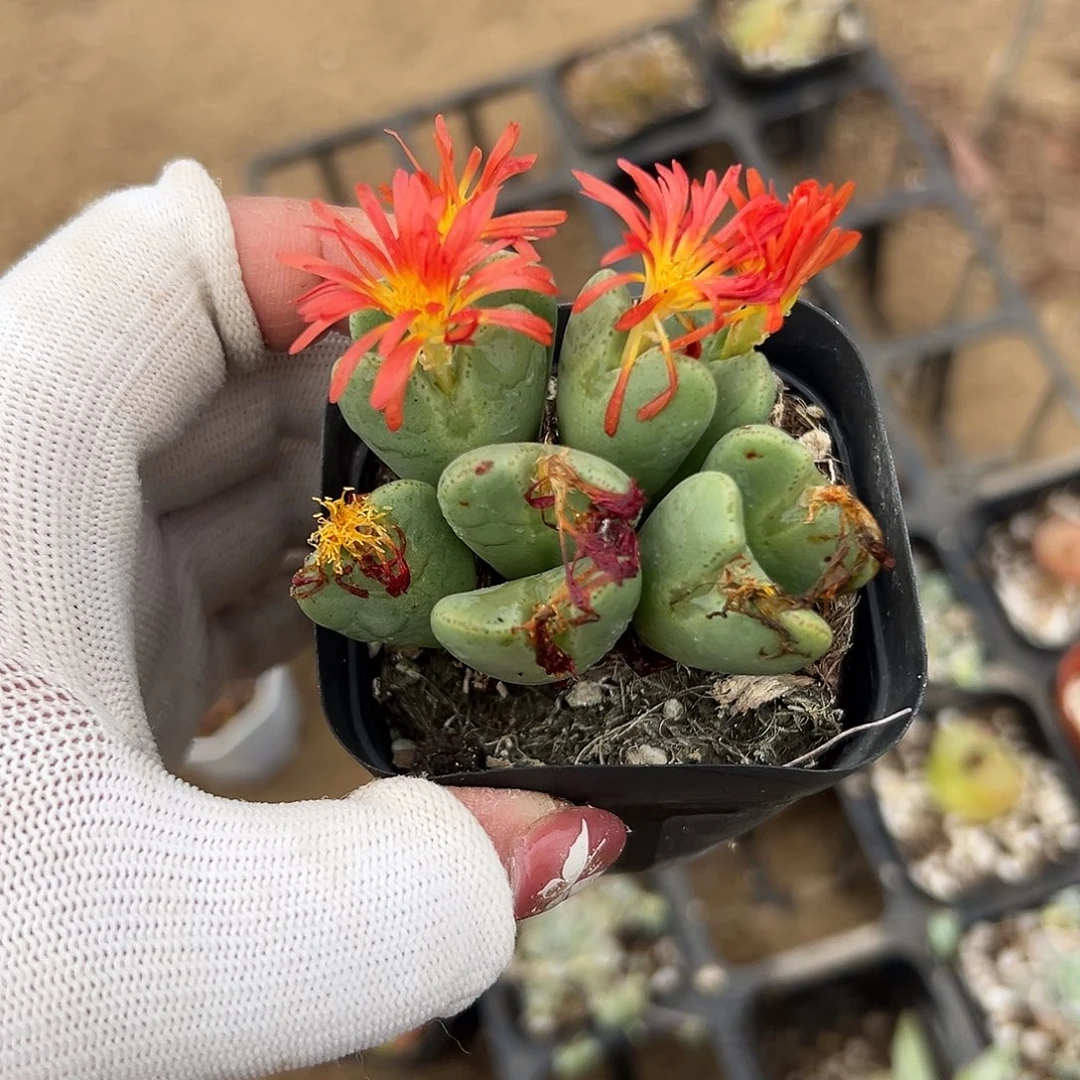 多肉植物多肉植物