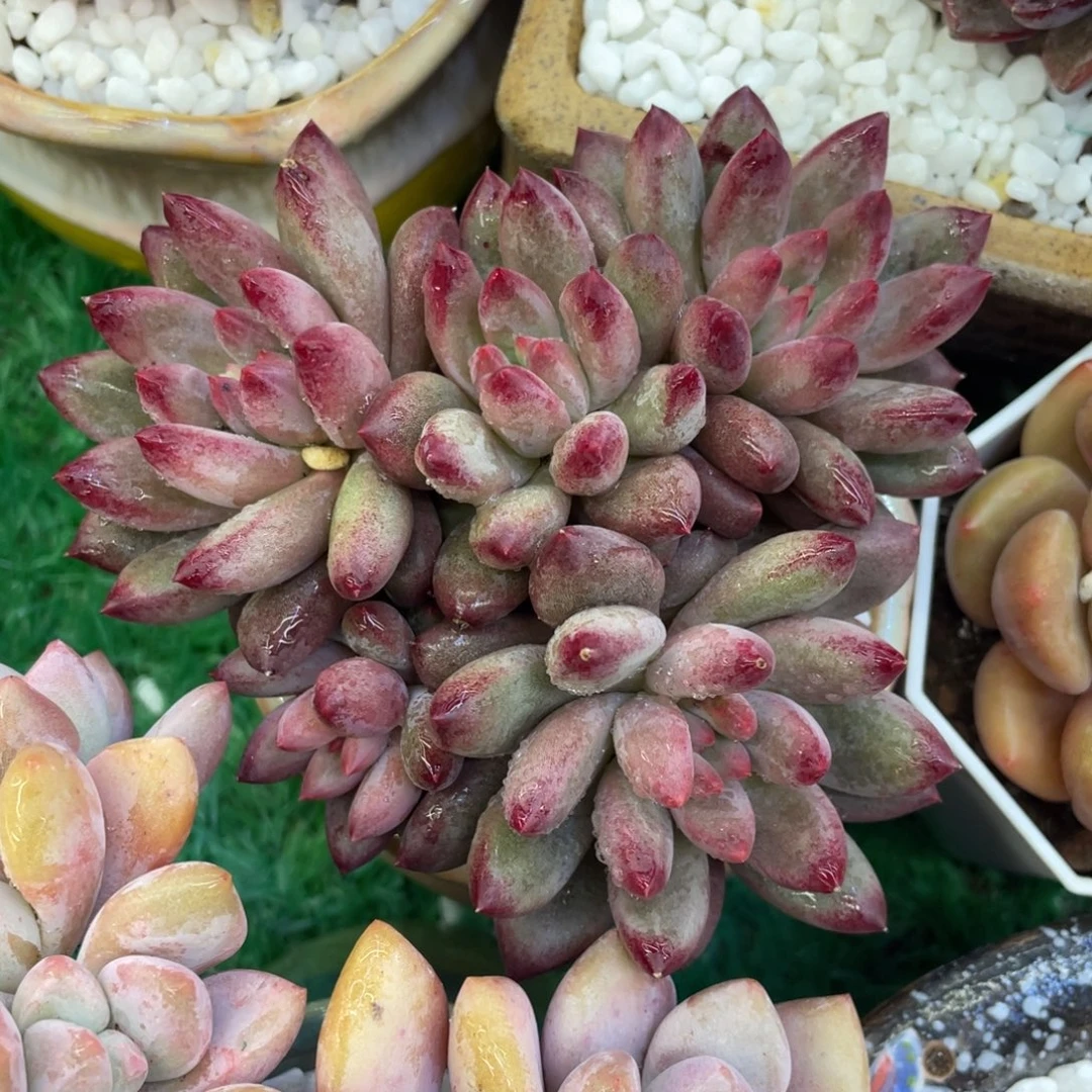 多肉植物盆栽多肉