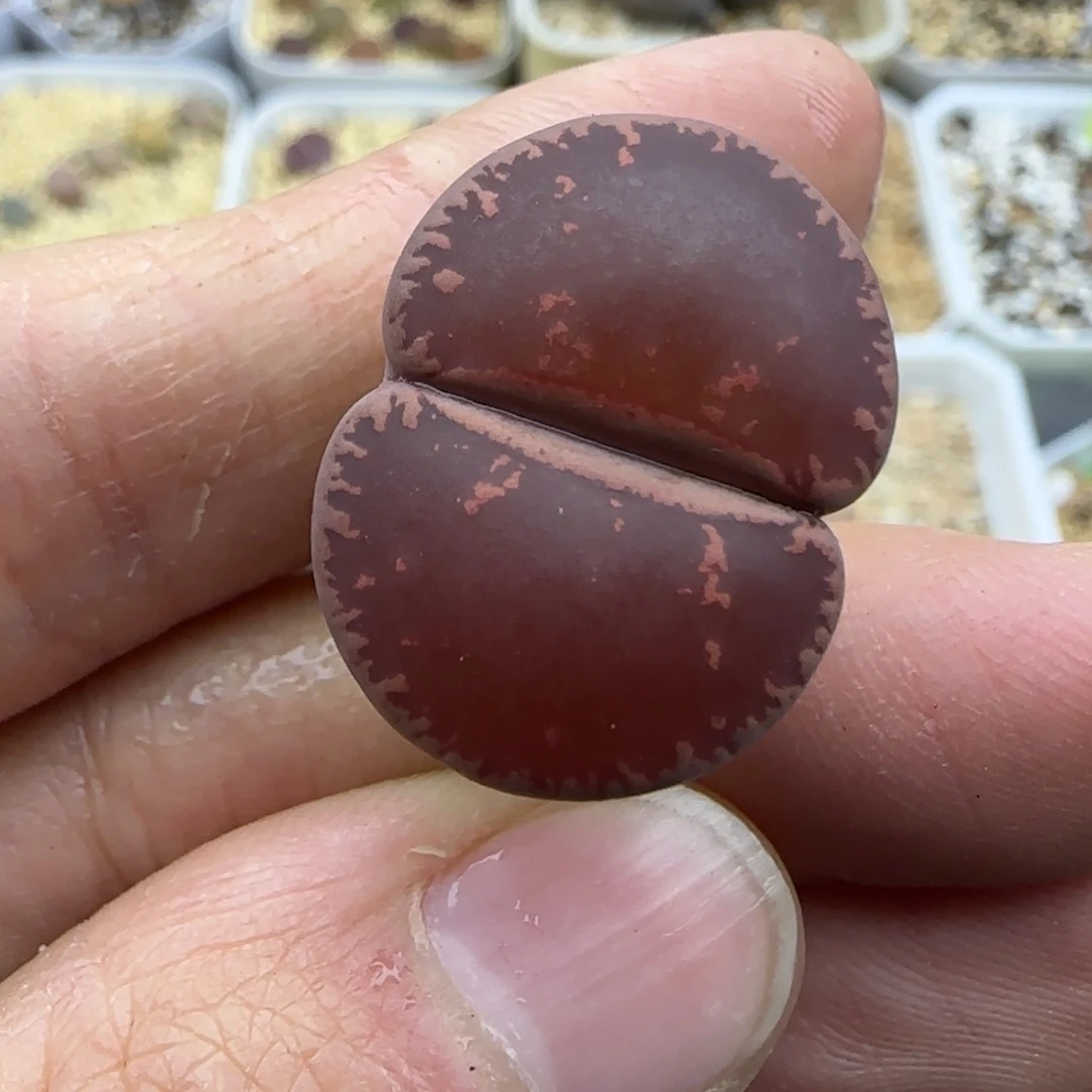 461酱爆酒红清框福利30包邮